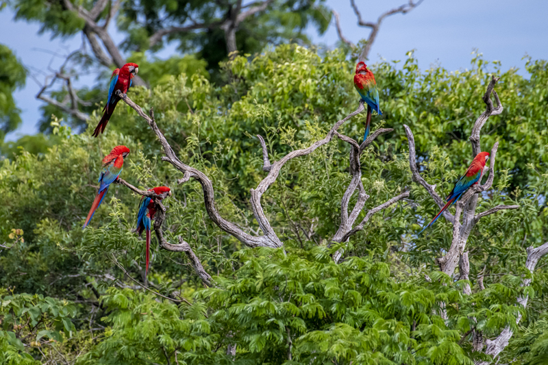 Bonito - Photo by Hudson Garcia (41)